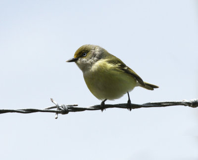 White-eyed Vireo, Birding Center 