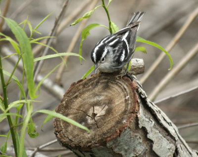 Lynn's Black and White Warbler, Paradise Pond