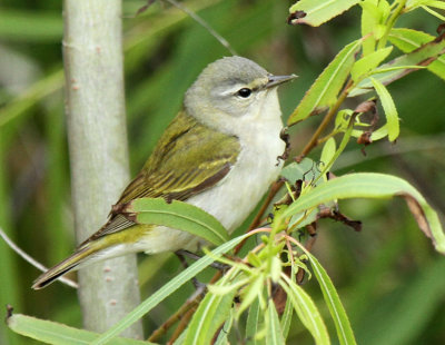 Tennesee Warbler, The Willows
