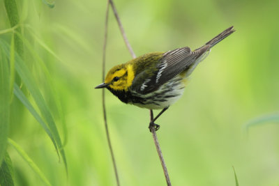 Black-throated Green Warbler, Paradise Pond