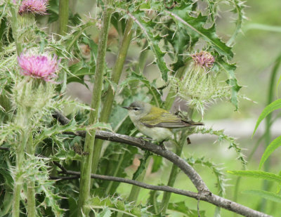 Tennessee Warbler, Paradise Pond