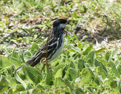Blackpoll Warbler, The Willows
