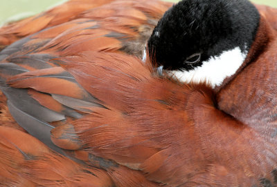 Ruddy Duck, Birding Center