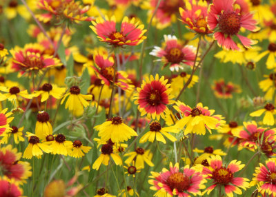 Indian Blanket, Marble Falls