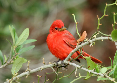 Summer Tanager Packery Channel 