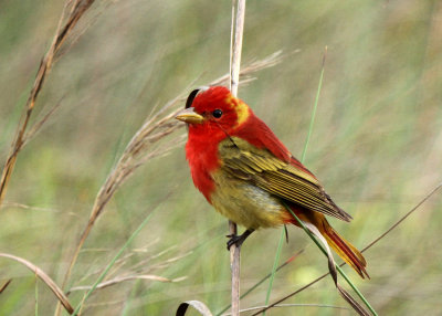 1st Spring Summer Tanager, The Willows