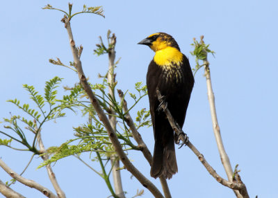 Yellow-headed Blackbird, Port Aransas