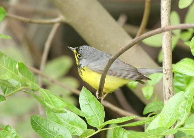 Canada Warbler, Birding Center
