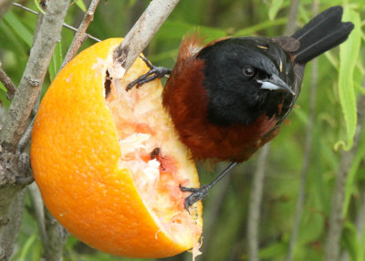 Orchard Oriole at The Willows