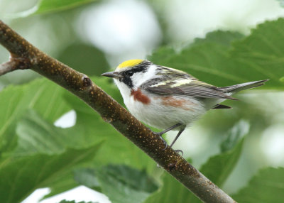 Chestnut-sided Warbler, Birding Center