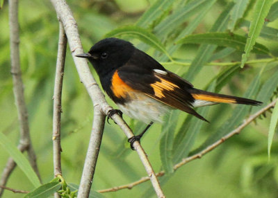 American Redstart, The Willows 