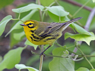 jamaica