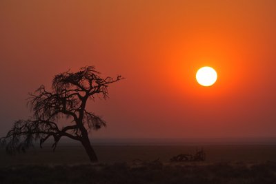 Etosha (Namibia)