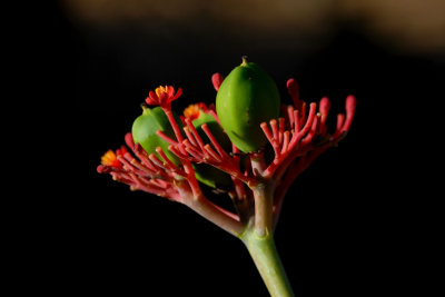 Madagascar