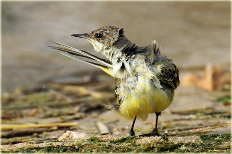 Yellow Wagtail Feldegg 