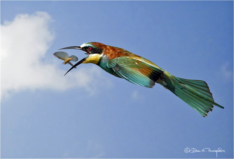 Bee Eater Kill_resize.jpg