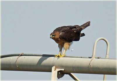 Bonelli's Eagle