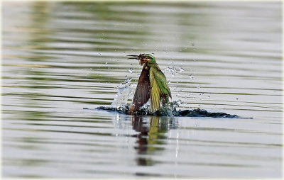 Blue-cheeked Bee-eater