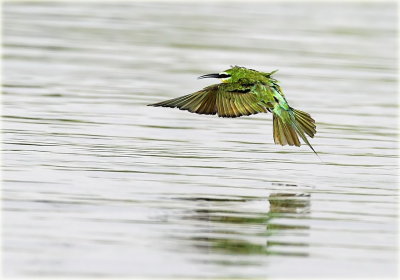 Blue-cheeked Bee-eater