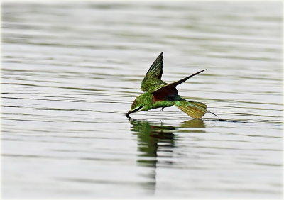 Blue-cheeked Bee-eater