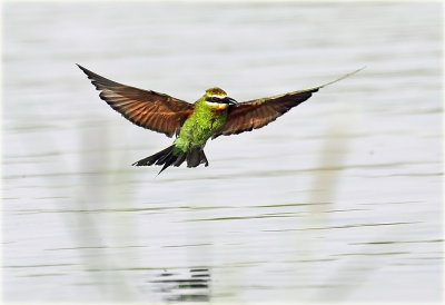 Blue-cheeked Bee-eater