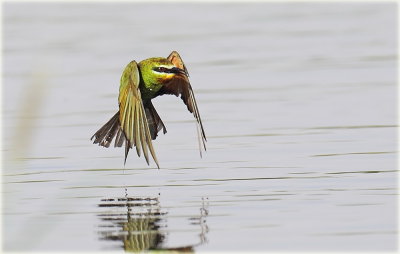 Blue-cheeked Bee-eater
