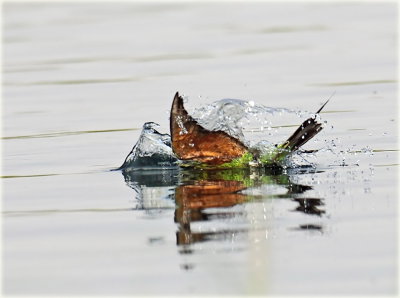 Blue-cheeked Bee-eater