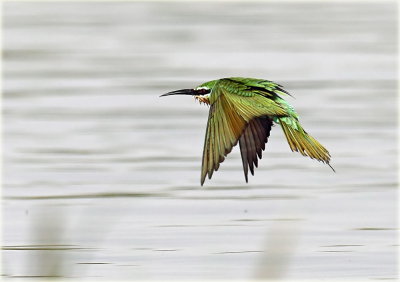 Blue-cheeked Bee-eater