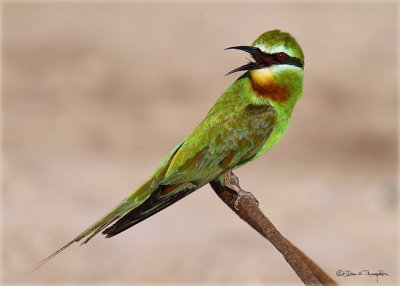 Blue-cheeked Bee-eater