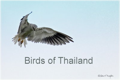 Birding in Thailand October 2012