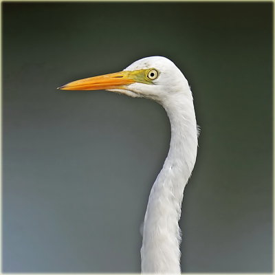  Plumed Egret (Intermediate)