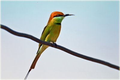 Green Bee Eater