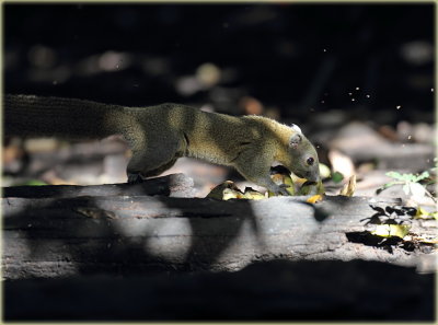 Grey Bellied Squirrel