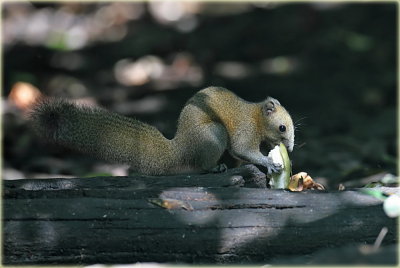 Grey Bellied Squirrel