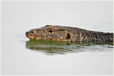 Monitor Water Lizard