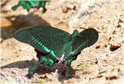 Paris Peacock Butterfly