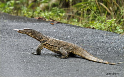 Monitor Land Lizard