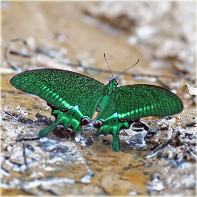 Paris Peacock Butterfly