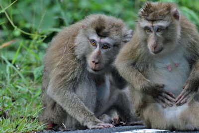 Pig Tailed Macaque Monkey