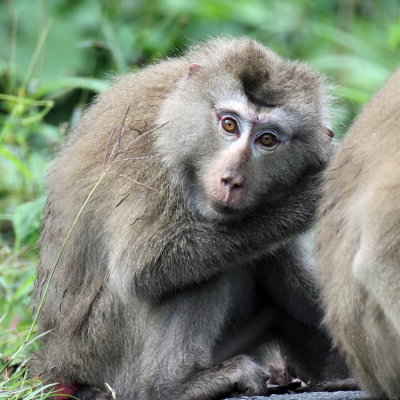 Pig Tailed Macaque Monkey