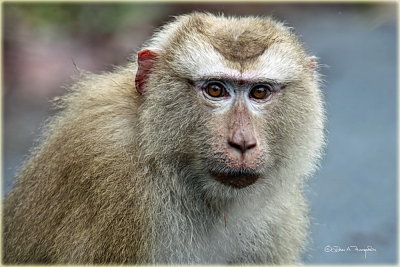 Pig Tailed Macaque Monkey