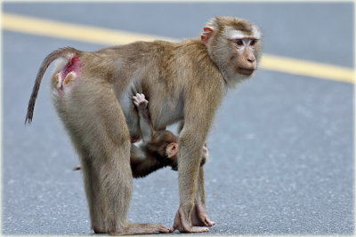 Pig Tailed Macaque Monkey