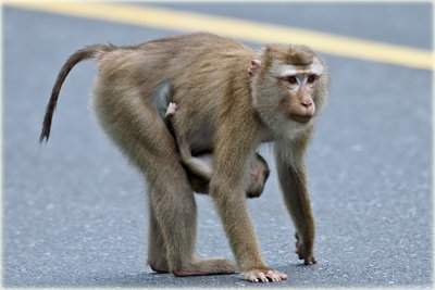 Pig Tailed Macaque Monkey