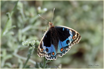  Blue Pansy Butterfly 6.jpg