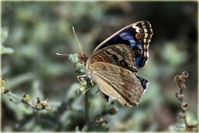 Blue Pansy Butterfly 5.jpg