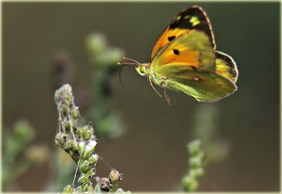 Orange Sulphur Butterfly 1.jpg