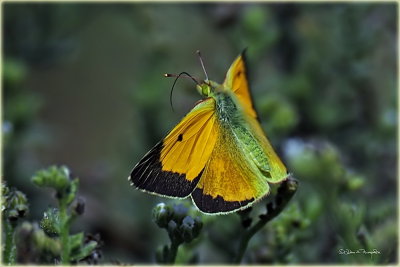 Orange Sulphur Butterfly 2.jpg