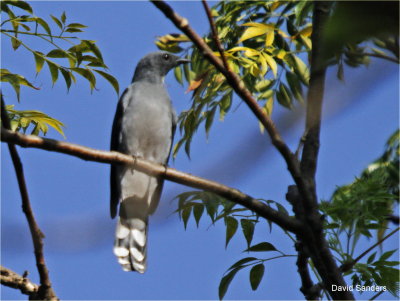 Black Winged Cuckoo Shrike