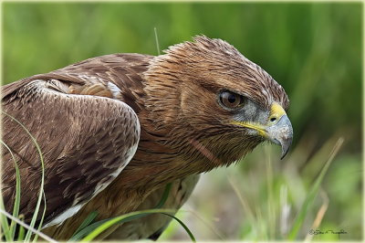 Bonelli's Eagle