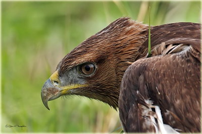 Bonelli's Eagle